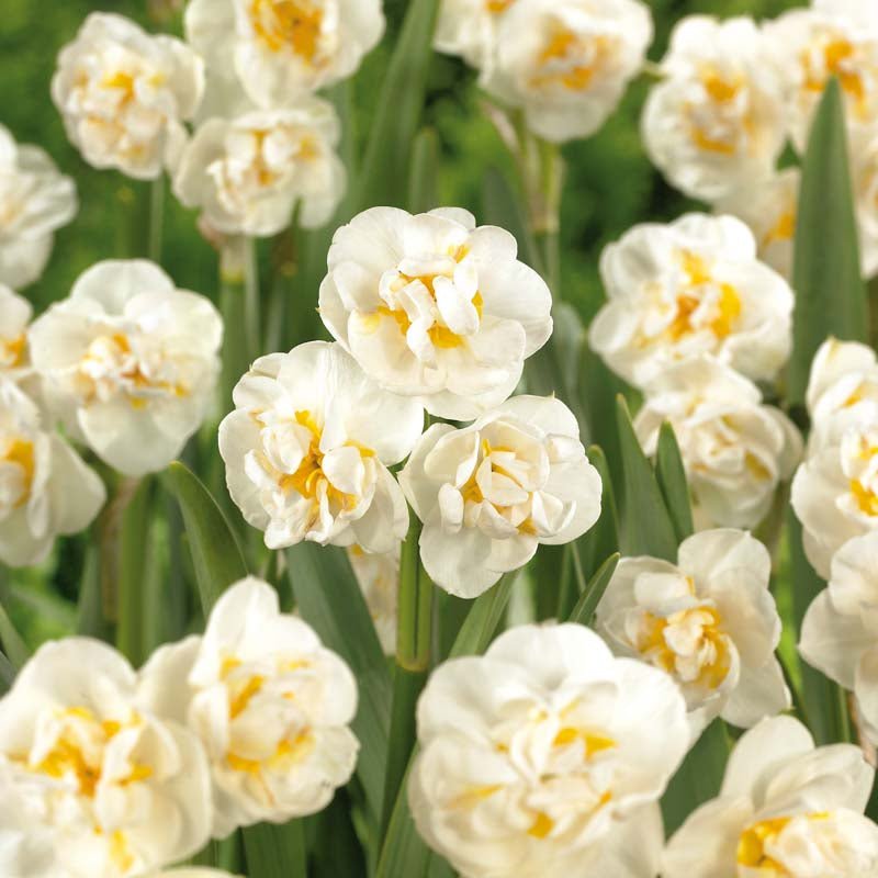 Narcissus 'Bridal Crown'