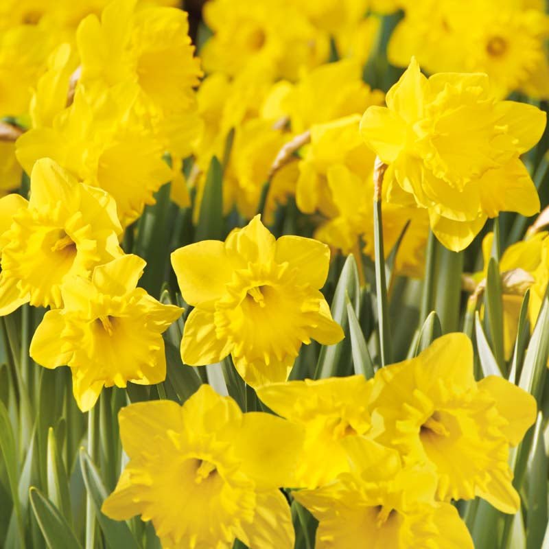 Narcissus 'Dutch Master'