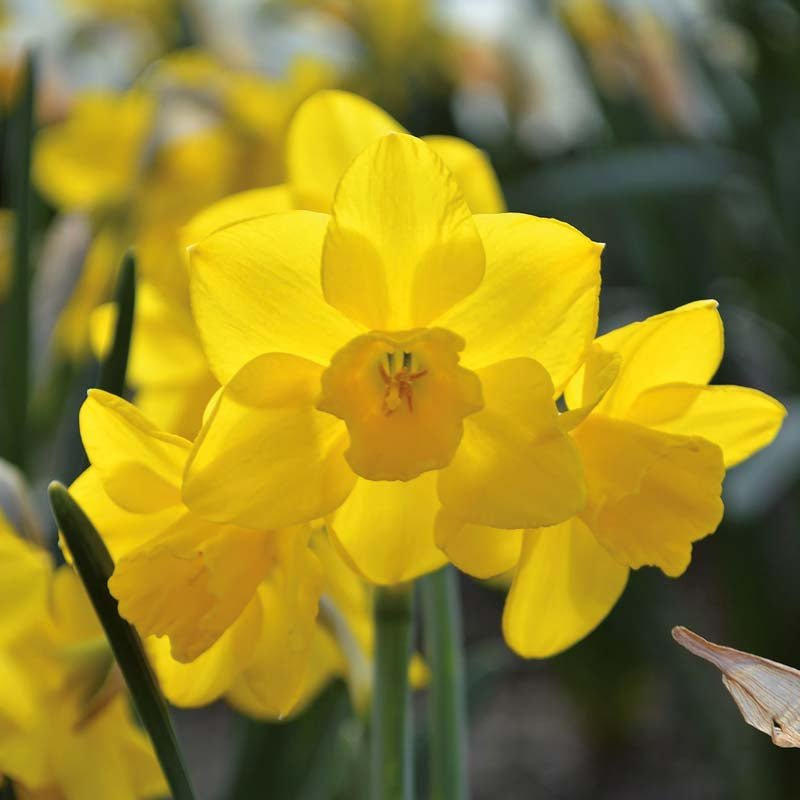 Narcissus 'Quail'