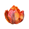 Tulpaner