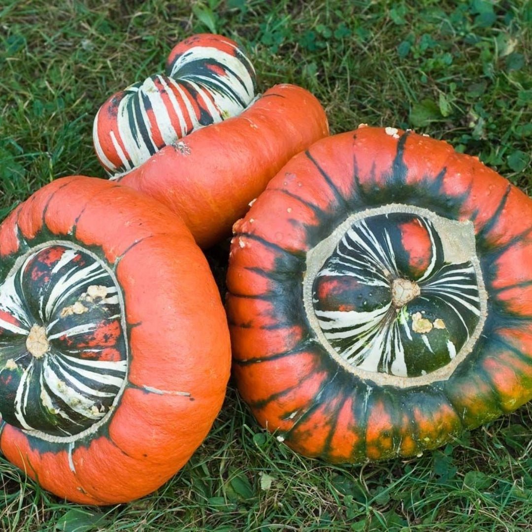 Prydnadspumpa frö 'Bischofsmütze' - 5 Ekologiska Frön