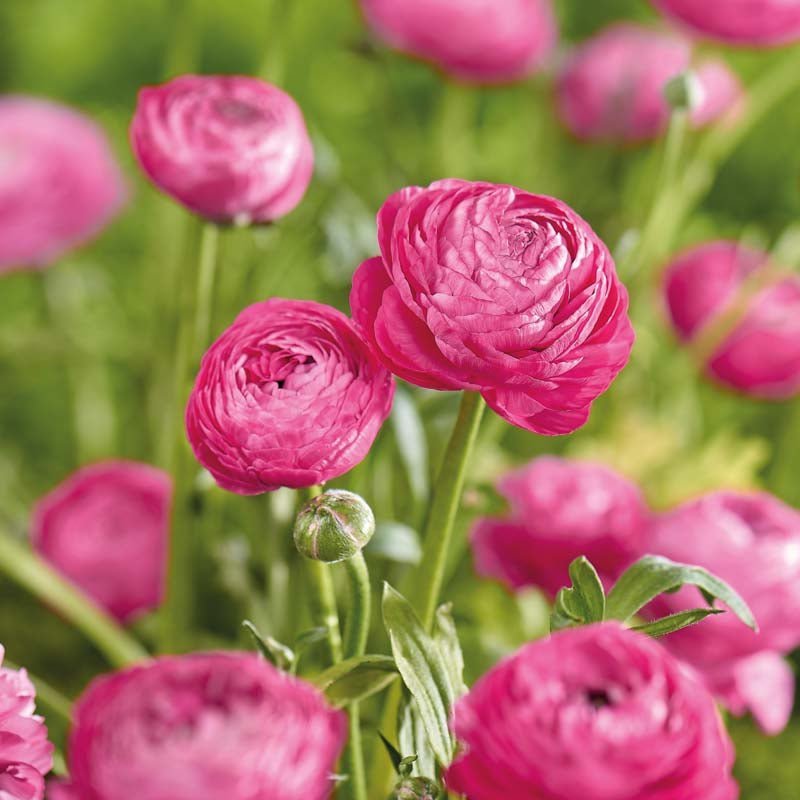 Ranunkel 'Pink'