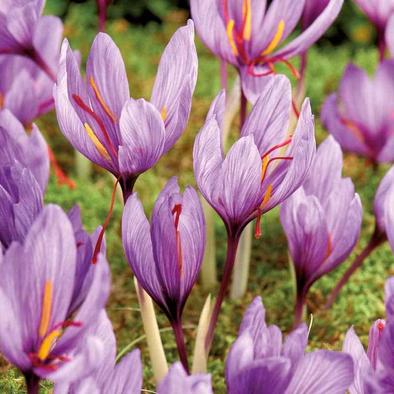 Safrankrokus 'Crocus sativus'