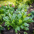 Spinat frø 'Butterflay' - 100 Økologiske Frø