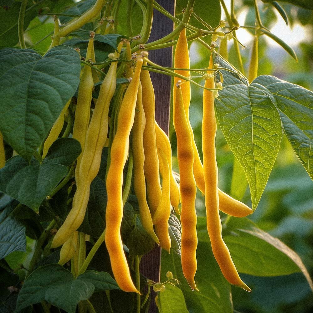Stangbønne frø 'Neckargold' - 20 Økologiske Frø