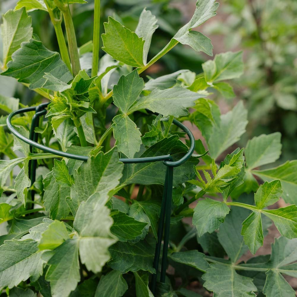 Stödställning för växter, B: 20 cm H: 35 cm