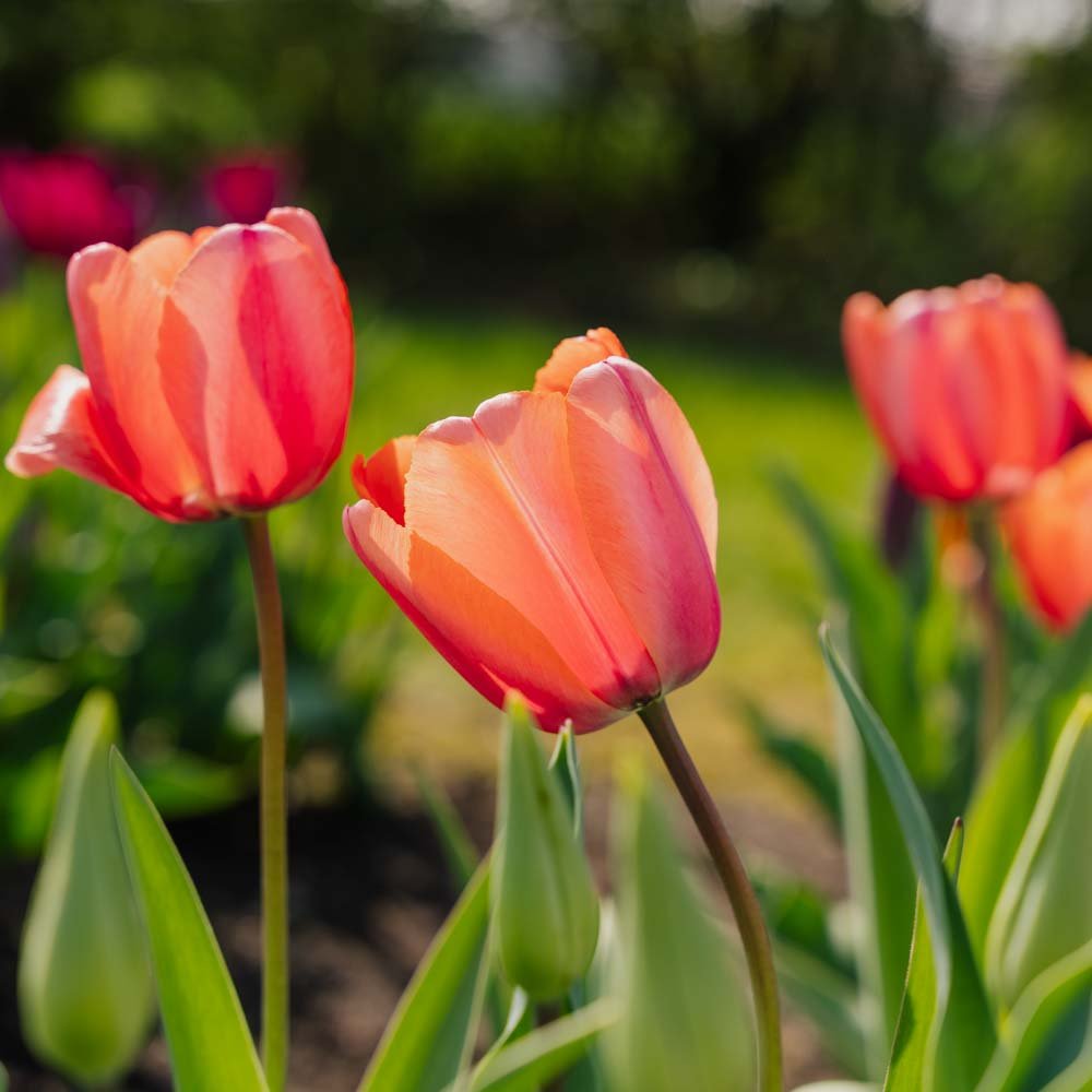 Tulipan 'Apricot Impression'