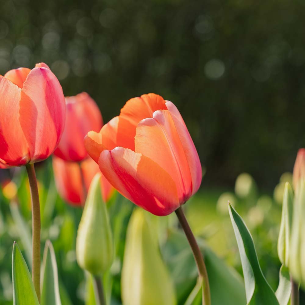 Tulipan 'Apricot Impression'