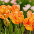 Tulipan 'Apricot Parrot'
