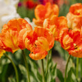 Tulipan 'Apricot Parrot'