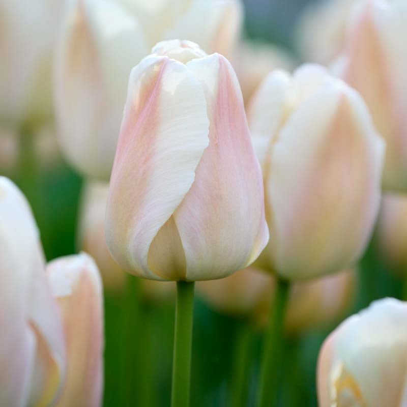Tulipan 'Apricot Pride'
