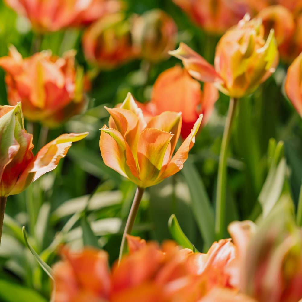 Tulipan 'Artist'