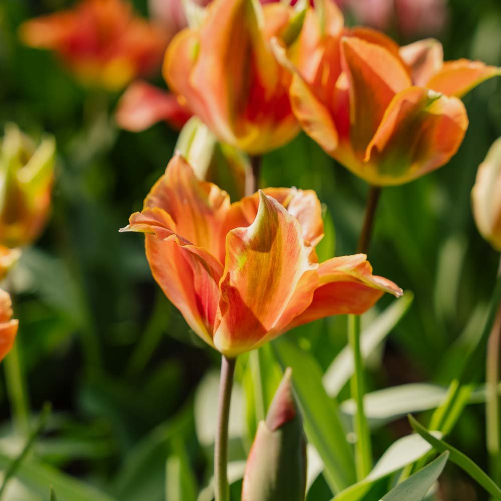 Tulipan 'Artist'