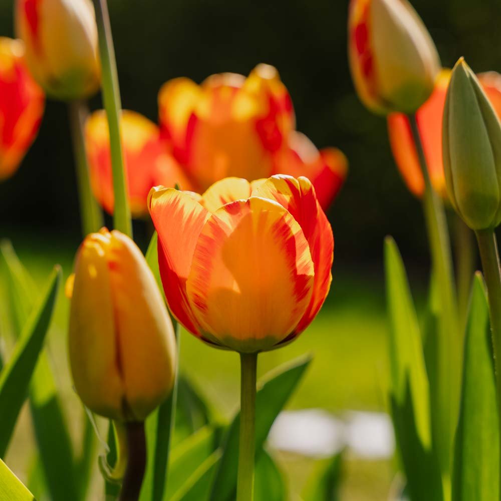 Tulipan 'Banja Luka'