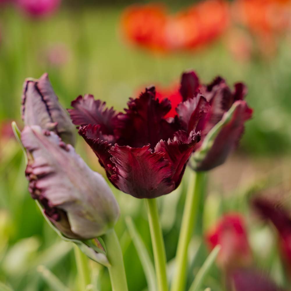 Tulipan 'Black Parrot'