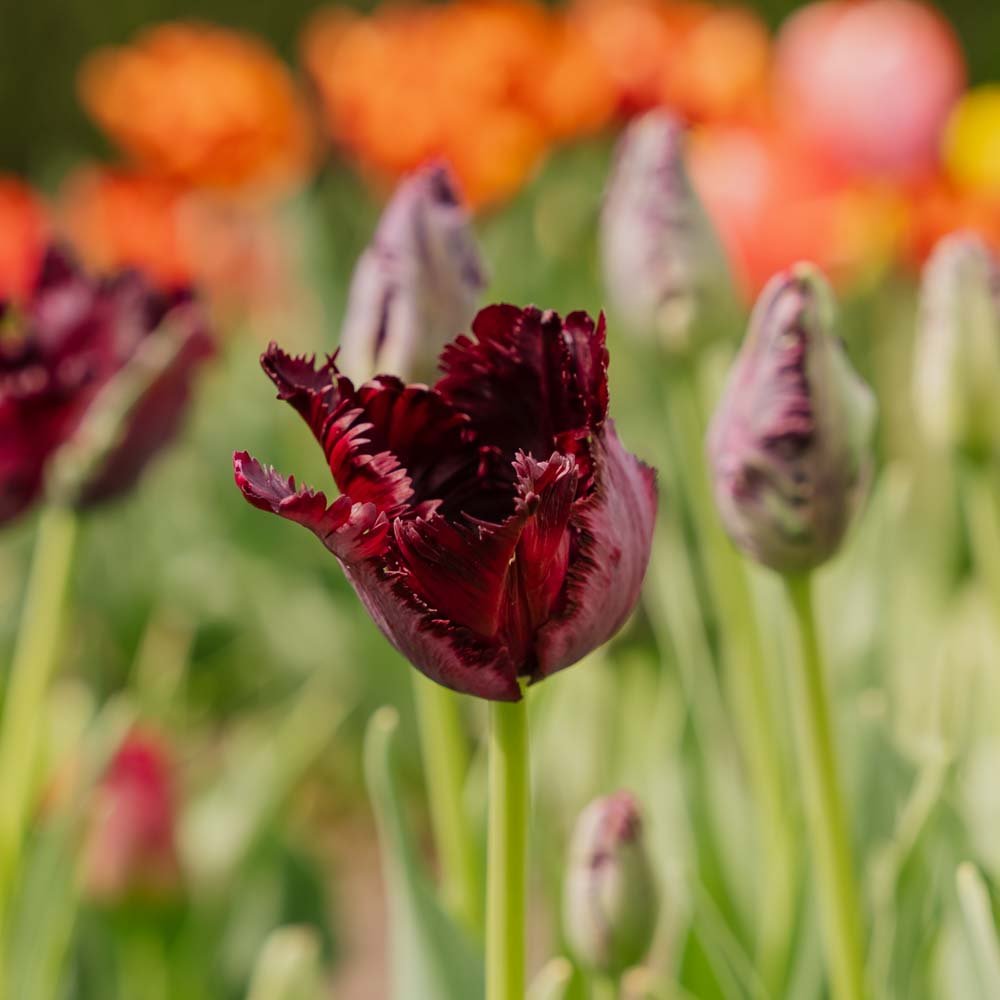 Tulipan 'Black Parrot'