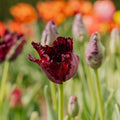 Tulipan 'Black Parrot'