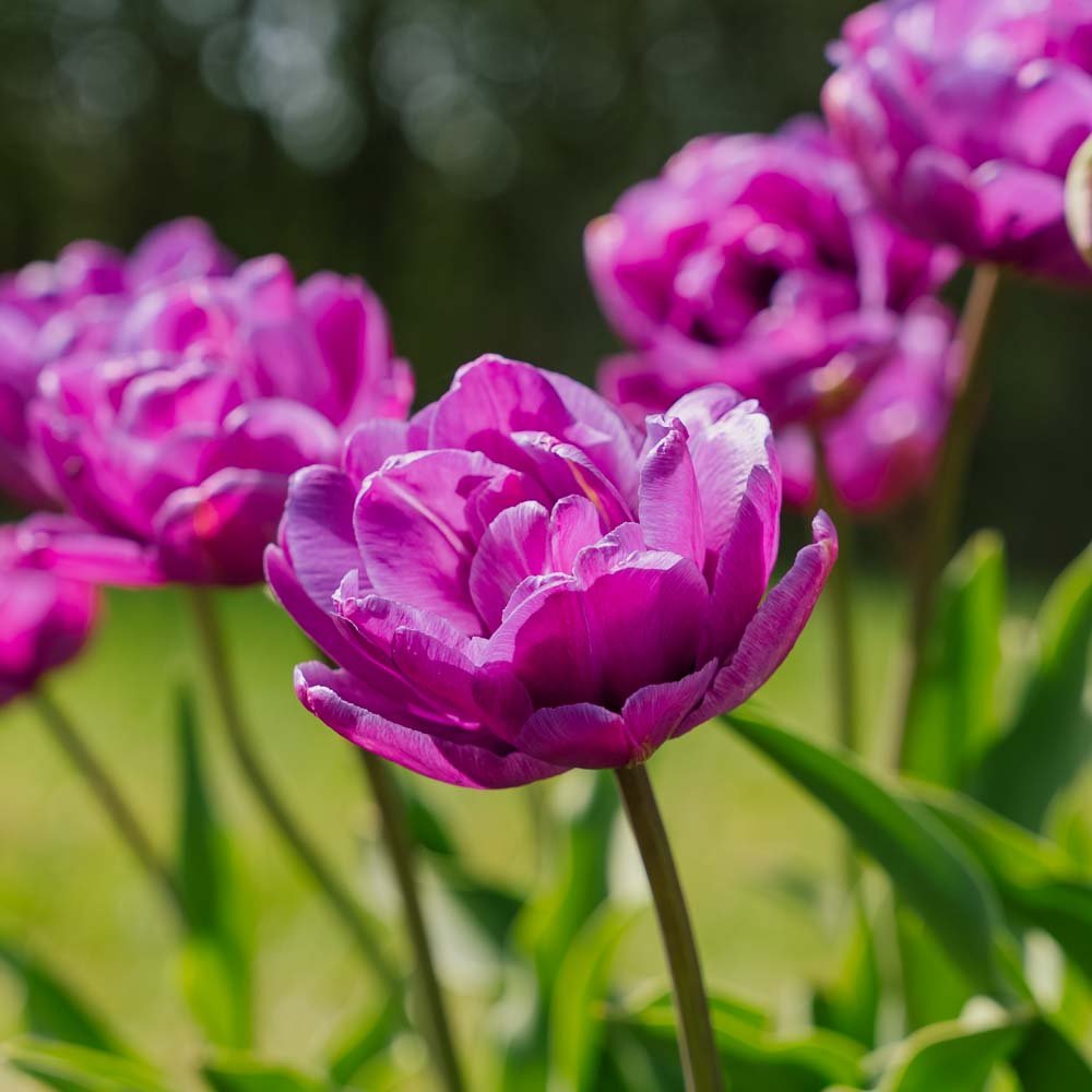 Tulipan 'Blue Diamond'