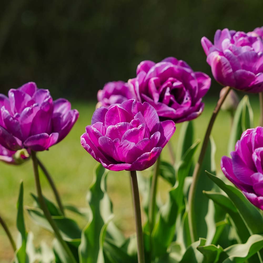 Tulipan 'Blue Diamond'