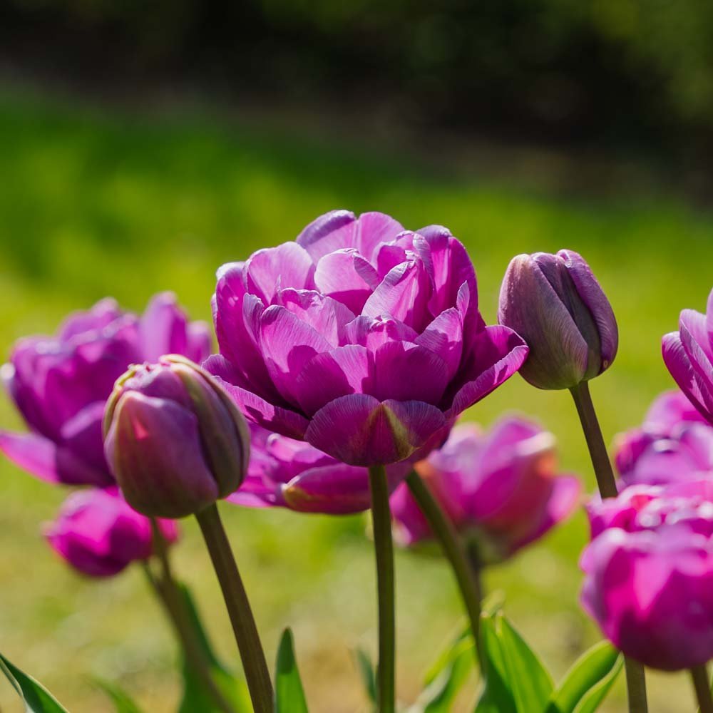 Tulipan 'Blue Diamond'