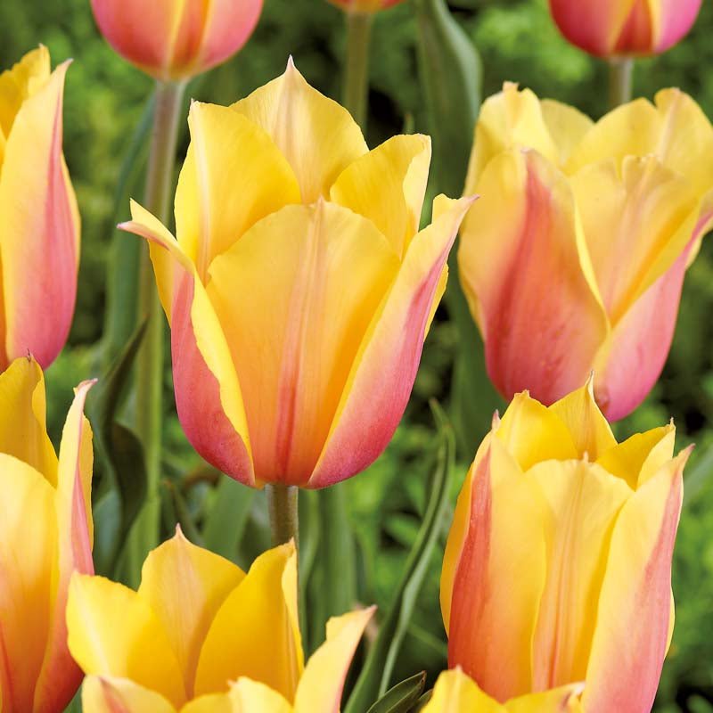 Tulipan 'Blushing Lady'