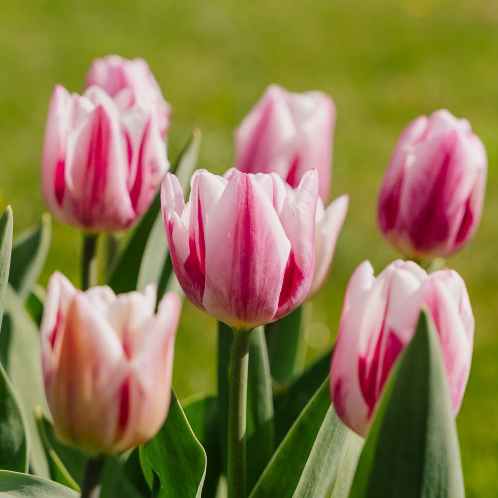 Tulipan 'Bojangles'