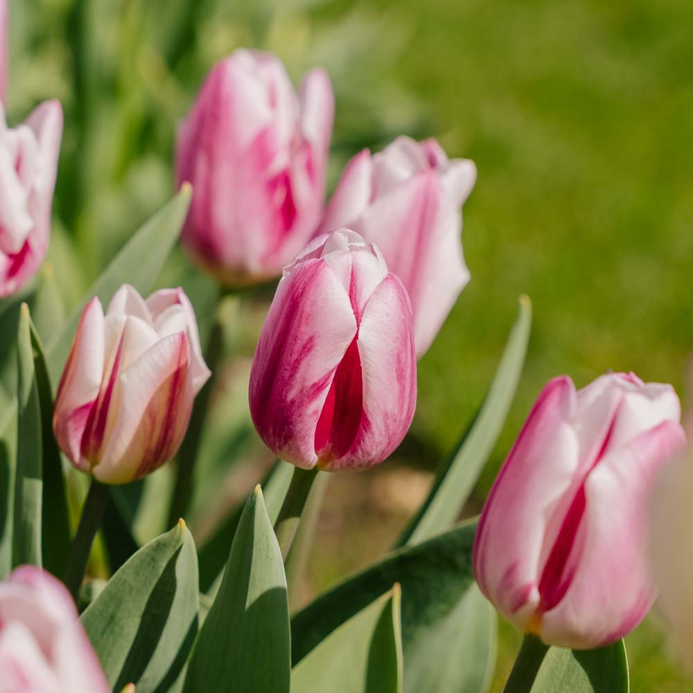 Tulipan 'Bojangles'