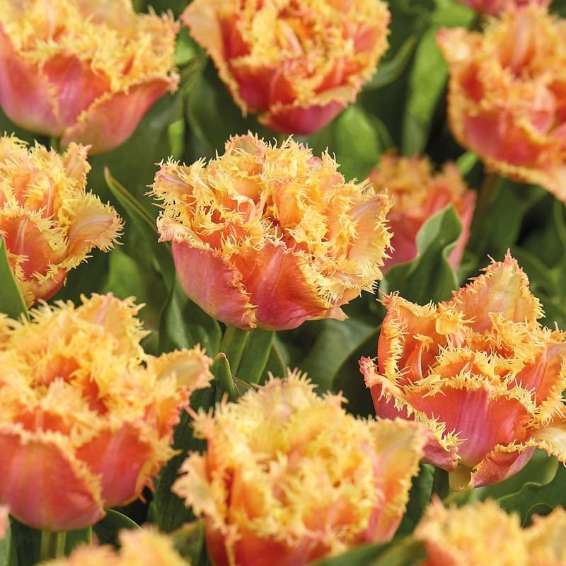 Tulipan 'Brisbane'