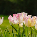 Tulipan 'Cabanna'
