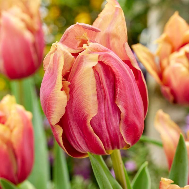 Tulipan 'Callahan'