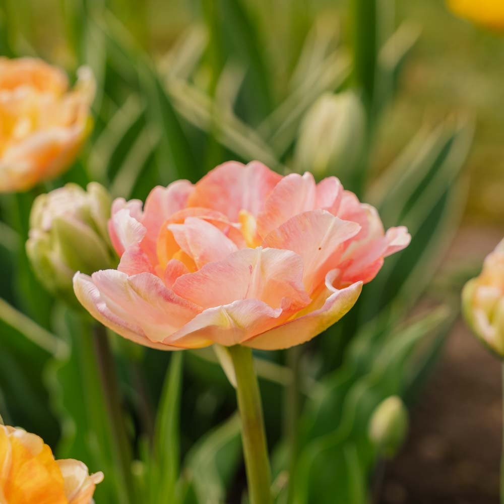 Tulipan 'Charming Lady'