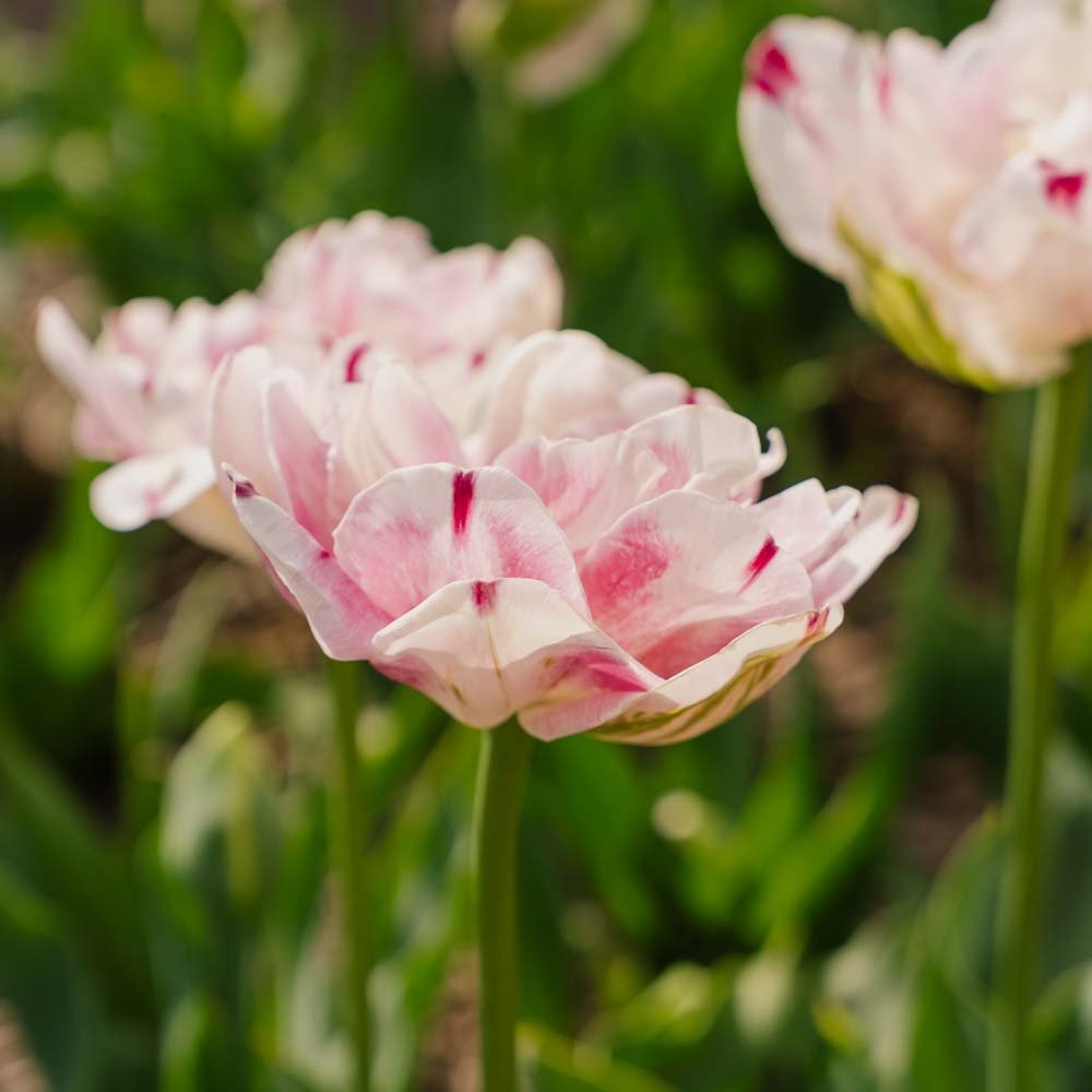 Tulipan 'Danceline'