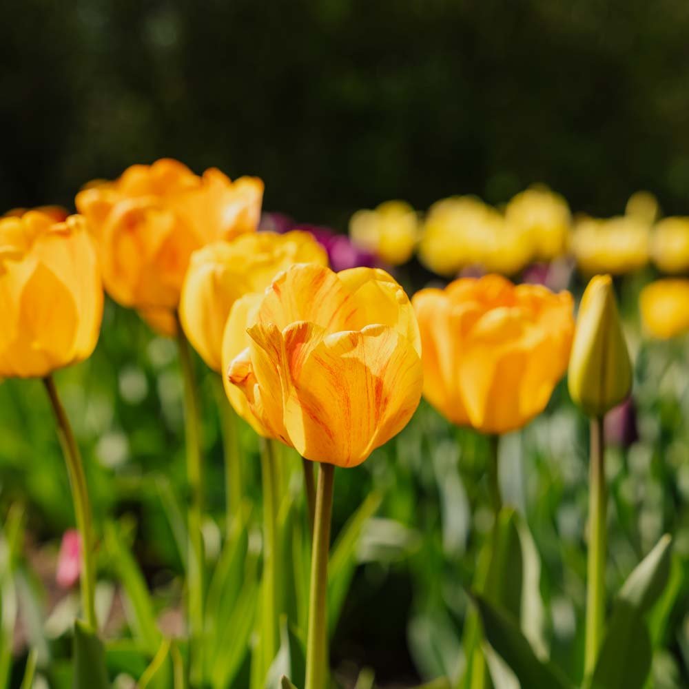 Tulipan 'Daydream'