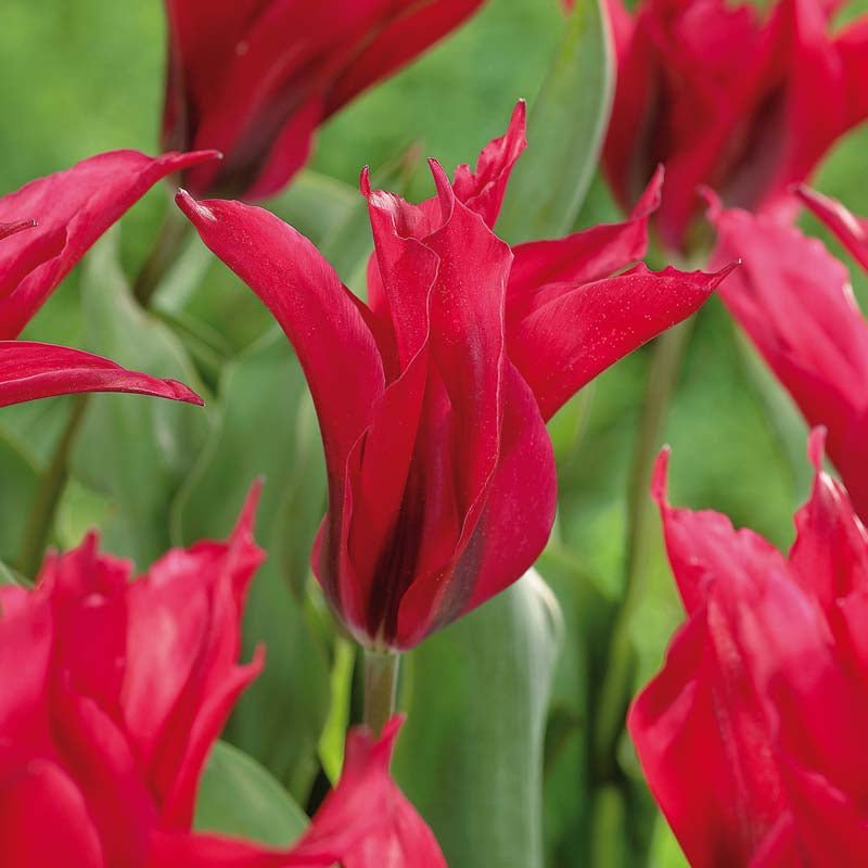 Tulipan 'Dolls Minuet'