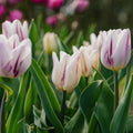 Tulipan 'Flaming Flag'