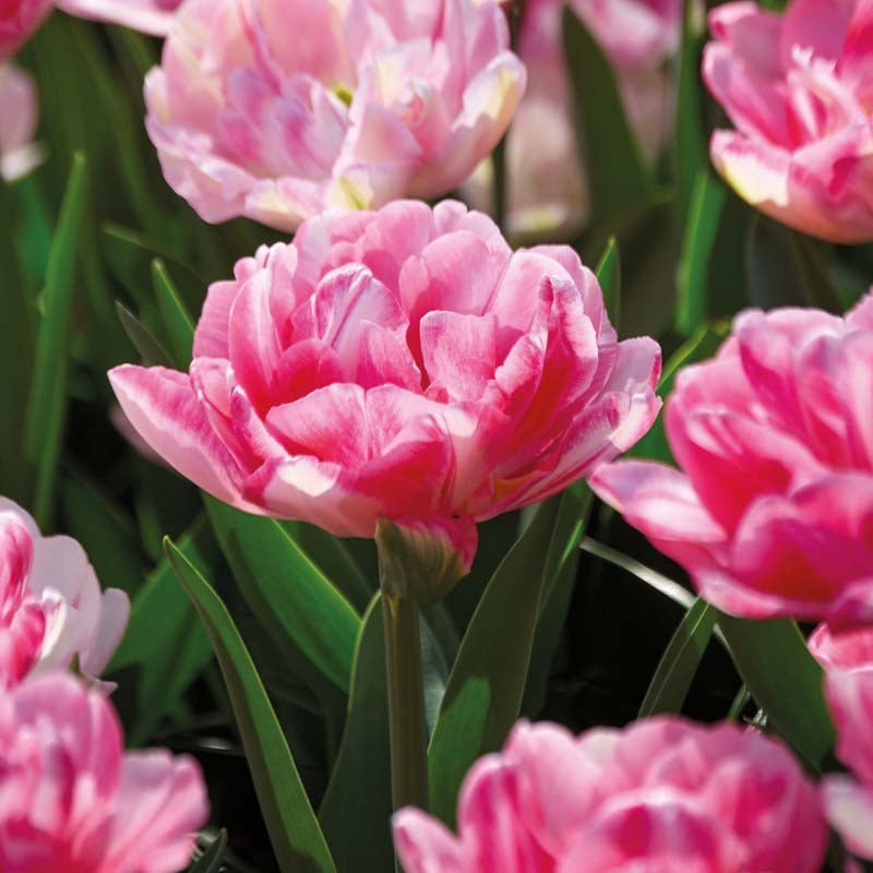 Tulipan 'Foxtrot'