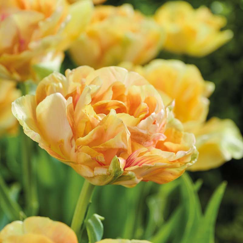Tulipan 'Foxy Foxtrot'