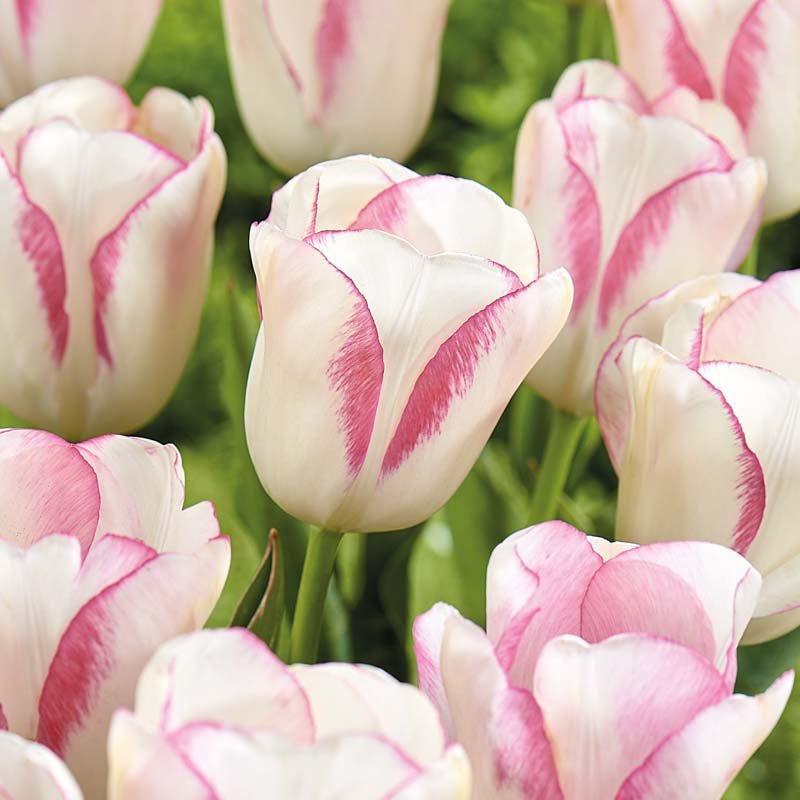 Tulipan 'Graceland'