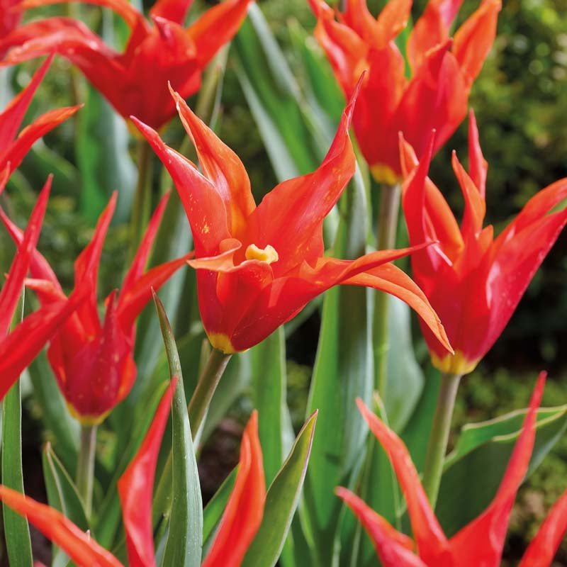 Tulipan 'Greetje Smit'