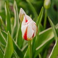 Tulipan 'Happy Generation'