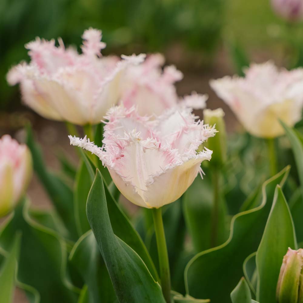 Tulipan 'Huis Ten Bosch'
