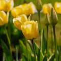 Tulipan 'Jaap Groot'