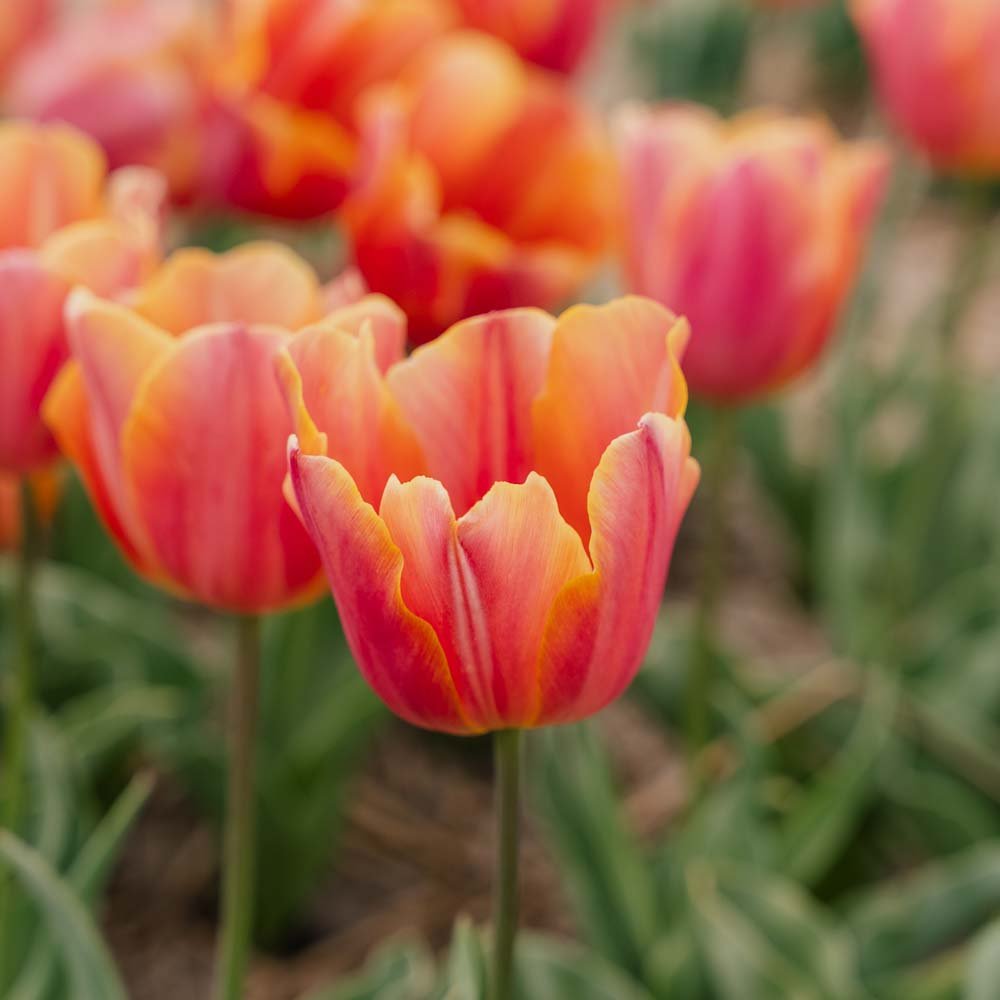 Tulipan 'Jimmy'