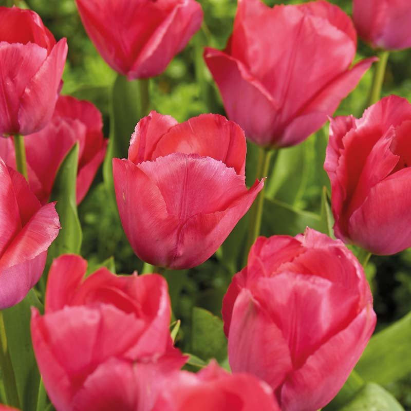 Tulipan 'Lady van Eijk'