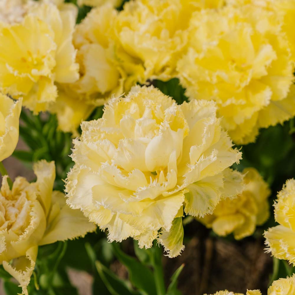 Tulpan 'Lemon Shoot'