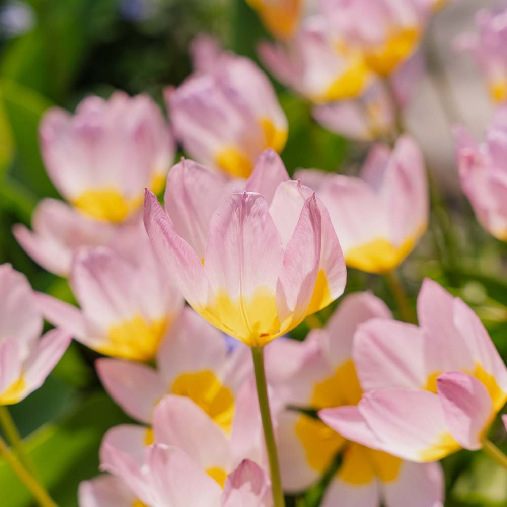 Tulipan 'Lilac Wonder'