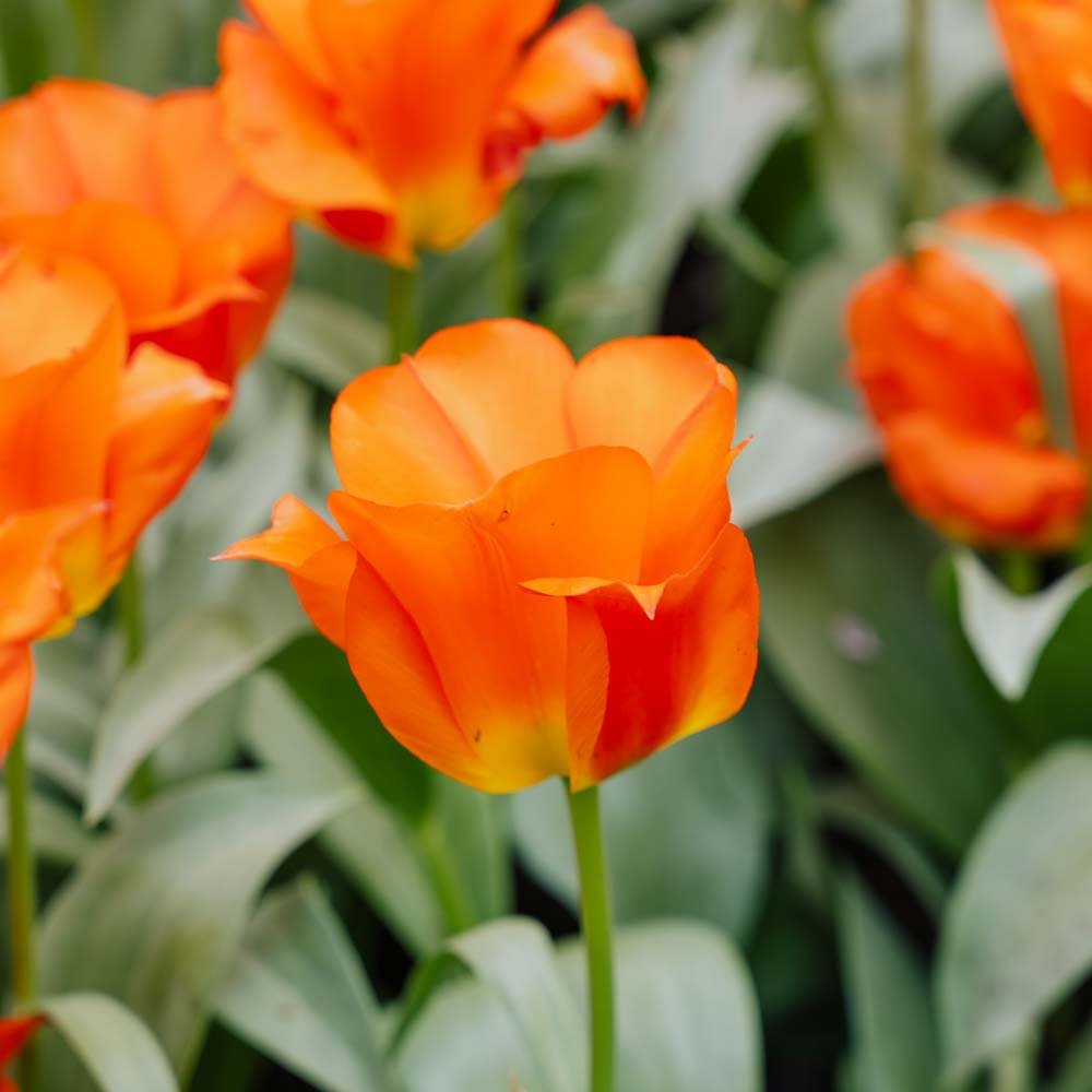 Tulipan 'Mira Mare'