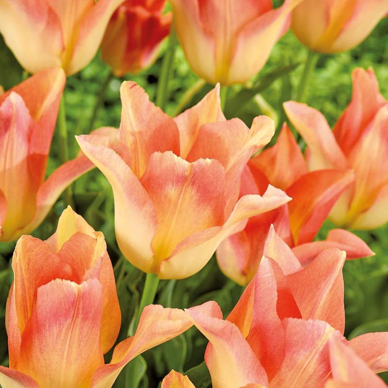 Tulipan 'Moonblush'