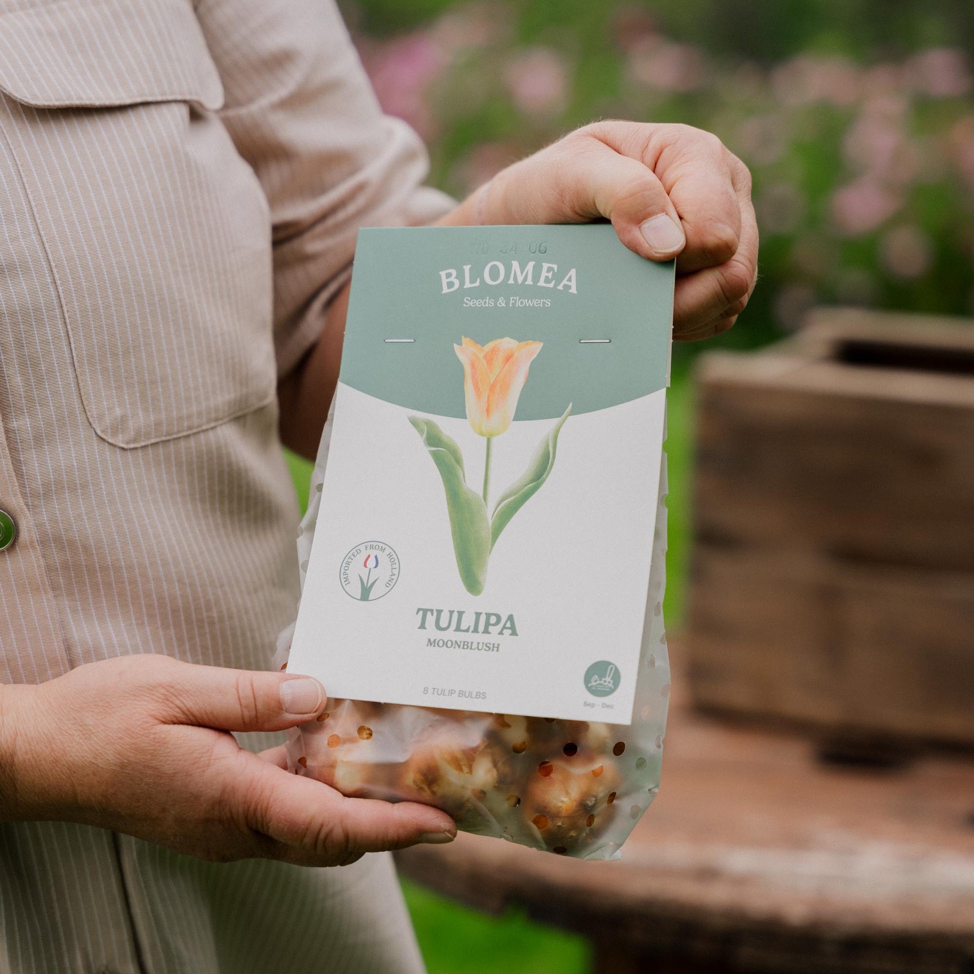 Tulipan 'Moonblush'