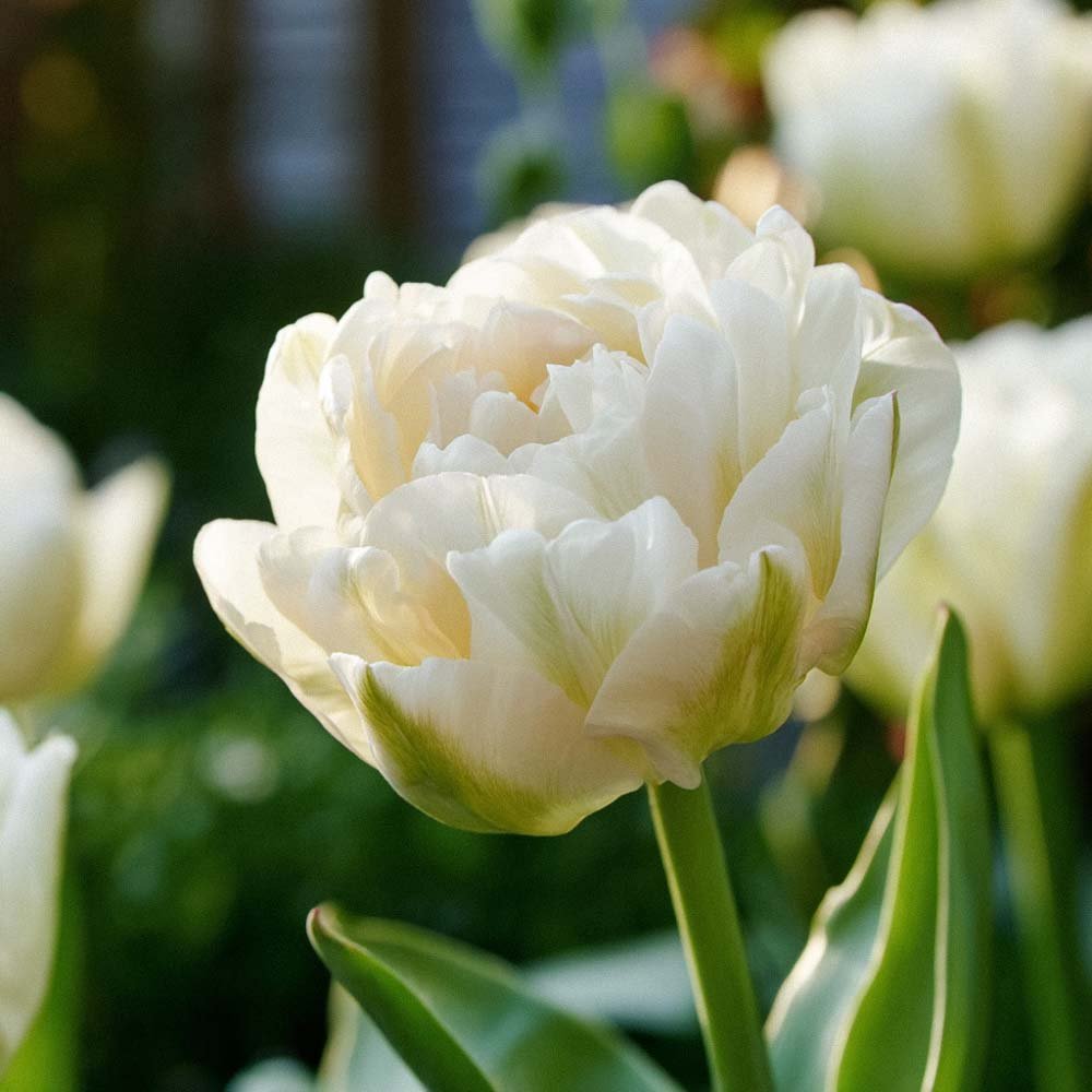Tulipan 'Mount Tacoma'